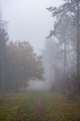 A narrow, grass-lined trail leads into a forest shrouded in a dense mist, creating an enigmatic atmosphere. The trees emerge as faint silhouettes, their forms softened and obscured by the fog. The