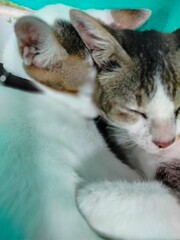 Photo of a sleeping kitten. Kuicng white color sleep with various poses. Cute cat.