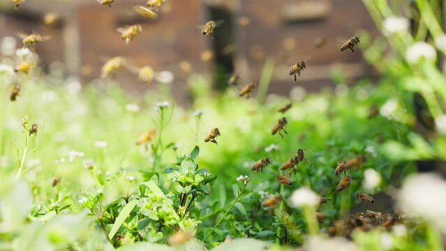 spring bees flying in the sunny field 4k slow motion