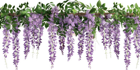 hanging garland wisteria flower cutout png isolated on white or transparent background - obrazy, fototapety, plakaty