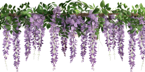 hanging garland wisteria flower cutout png isolated on white or transparent background