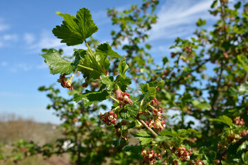 Fototapeta premium hybrid of black currants and gooseberries, close up