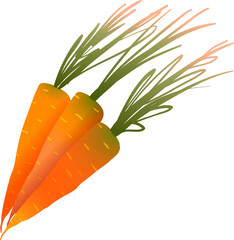 Cute carrot drawing, fresh organic gardening produce. Hand drawn vegetable design, bunch of carrots cartoon for kids cooking or farming. Vector isolated clipart illustration in watercolor style. - 785860831