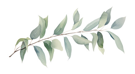 PNG Eucalyptus branch plant leaf tree