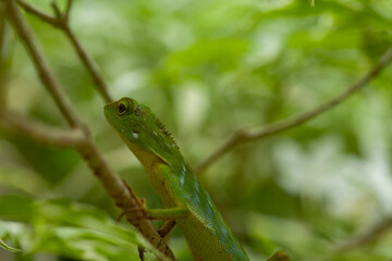  Green Crested Lizard between leaves