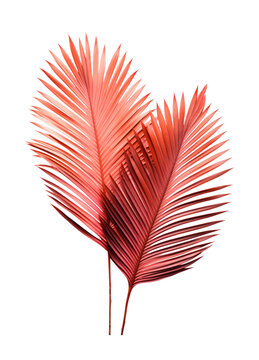 PNG Singel Palm leaves plant leaf pink