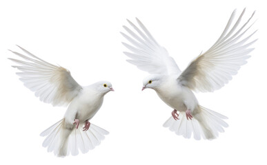 Naklejka premium PNG Wedding doves animal pigeon flying