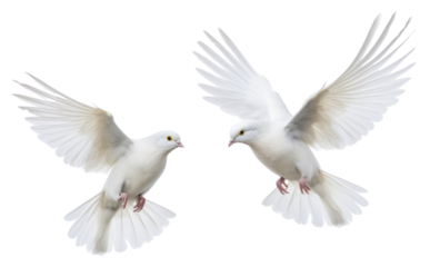 PNG Wedding doves animal pigeon flying
