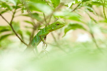 Fototapeta premium Green Crested Lizard between leaves