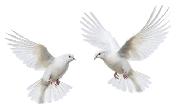 Naklejki PNG Wedding doves animal pigeon flying