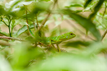  Green Crested Lizard between leaves