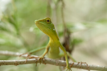  Green Crested Lizard between leaves