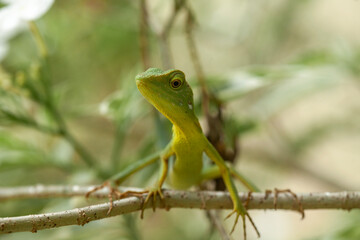 Green Crested Lizard between leaves