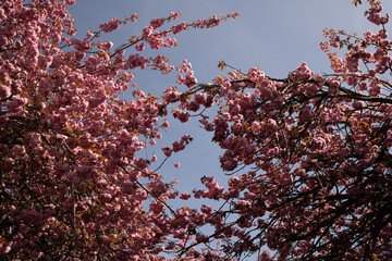 Cherry Blossom in Spring