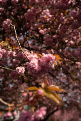 Cherry Blossom in Spring