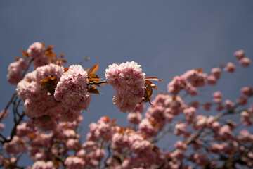 Cherry Blossom in Spring