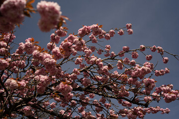Cherry Blossom in Spring