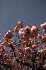 Cherry Blossom in Spring