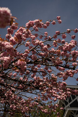 Cherry Blossom in Spring