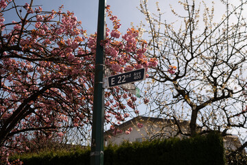 Cherry Blossom in Spring