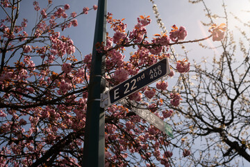 Cherry Blossom in Spring