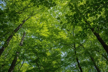 Fototapeta premium Forest with trees that are green and full of leaves