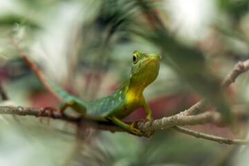  Green Crested Lizard between leaves