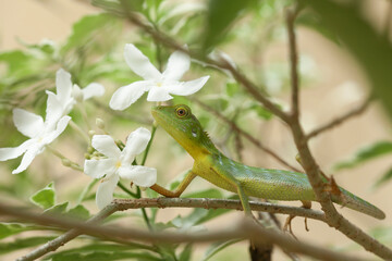 Green Crested Lizard between leaves