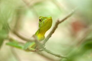  Green Crested Lizard between leaves