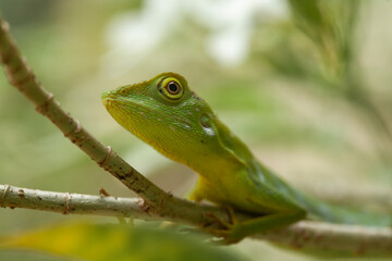  Green Crested Lizard between leaves