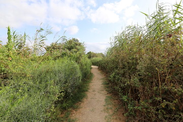 Fototapeta na wymiar Ein Afek Nature Reserve in northern Israel. Wetland with an abundance of animals and accessible trails