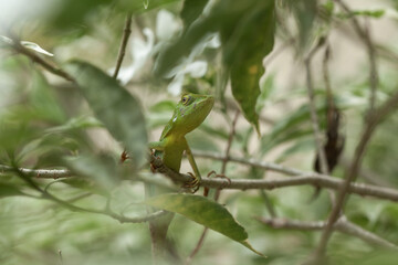  Green Crested Lizard between leaves