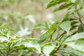  Green Crested Lizard between leaves