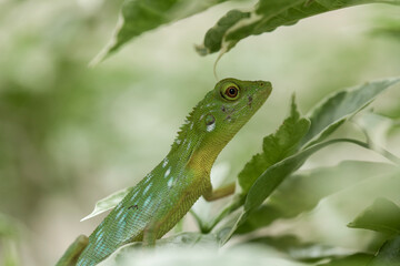  Green Crested Lizard between leaves