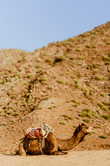 camel in the desert waiting