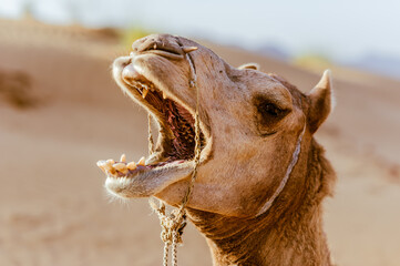 portrait of a camel yawning