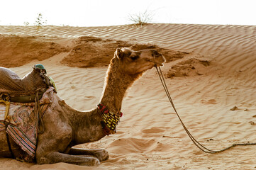 camel sitting in the desert