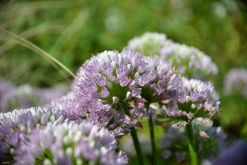 Lila Allium-Blüten in voller Pracht-Sommerliche Gartenblüte