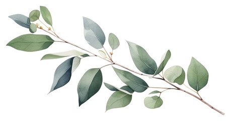 PNG Eucalyptus branch plant leaf tree