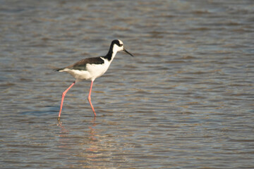 White-backed stilt fishisg in the lagoon
