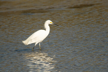 White heron fishing in the lagoon
