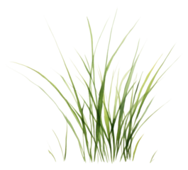 PNG Grass plant wheatgrass hierochloe