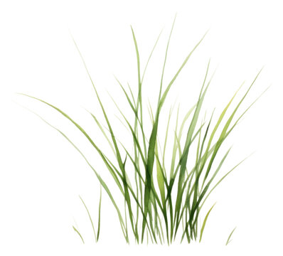 PNG Grass plant wheatgrass hierochloe