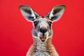  A kangaroo is looking at the camera with its mouth open © mila103