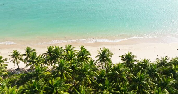 Aerial top view of coconut trees by the beach at WenChang China, Dongjiao yelin.