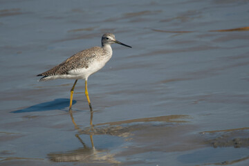 Lesser yellowlegs fishing in the lagoon , in Mar Chiquita , Buenos Aires , Argentina