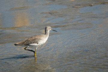 Lesser yellowlegs fishing in the lagoon , in Mar Chiquita , Buenos Aires , Argentina