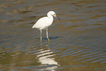 White heron fishing in the lagoon