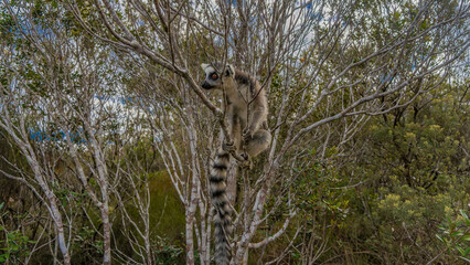Fototapeta premium The charming ring-tailed Lemur catta is sitting on a tree, holding onto branches with its paws, looking away attentively. Fluffy beige fur, black and white striped tail, bright orange eyes. Madagascar