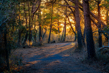 Henelopin State Park at Dusk
